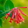 Votaniki Red Honeysuckle Vine (Lonicera sempervirens) 1-2ft Plant | Vibrant Perennial, Fast Growing Flowering Vine – Easy to Grow & Pollinator Friendly (2 Pack) by Votaniki