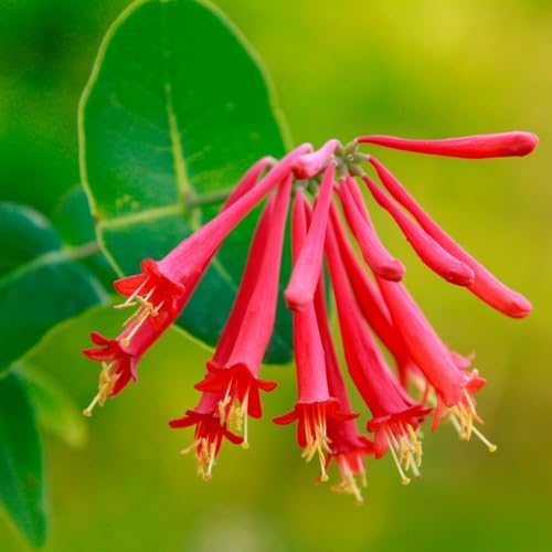 Votaniki Red Honeysuckle Vine (Lonicera sempervirens) 1-2ft Plant | Vibrant Perennial, Fast Growing Flowering Vine – Easy to Grow & Pollinator Friendly (1 Pack) by Votaniki