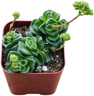 Succulents Plants Live 2inch Live Mini Succulent Plants, Easy Care House Plants Rooted in Succulent Soil Mix, By The Succulent Cult (Crassula Susannae *Rare*, 2 Inch) - Image 3