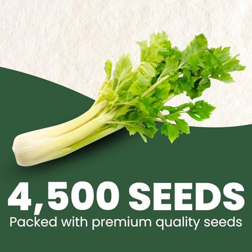 Celery Tall Utah – 4,500 Premium Seeds for Planting – Crisp, Aromatic, Slow-Bolting Heirloom for the 2026 Season – 2 Gram Pouch - Image 2