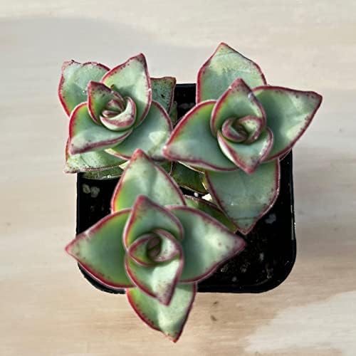 Sprout N Green Crassula Perforata subsp. Perforata Live Succulent Plant - Image 2
