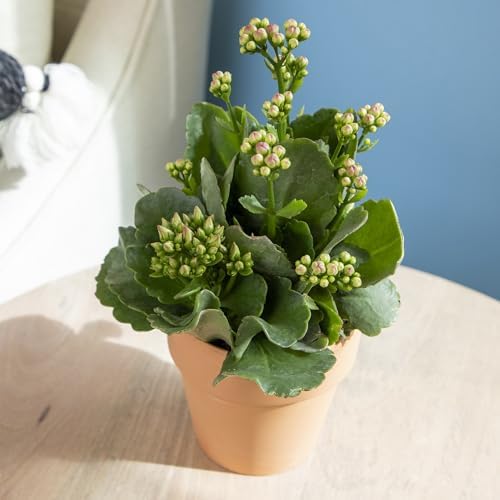Kalanchoe Plant Succulents Plants Live Houseplants, Live Succulents Live House Plants in Clay Pots, Succulent Plants Live Plants Indoor Plants, Live Succulent Plant Lover Gifts by Plants for Pets - Image 3