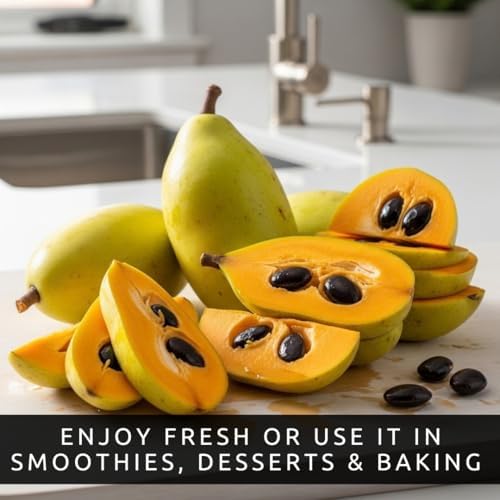Pawpaw Tree Seeds | Asimina Triloba Native Fruit Tree | 5 Seeds - Image 3