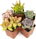 Altman Plants, Live Succulents Plants Live Houseplants (5PK), Succulent Plants Live Indoor Plants, Live Plants Indoor Live House Plants, Succulent Plant Kit, Live Cactus Plants Live in Succulent Soil by AltmanPlants