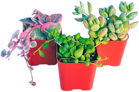 Succulents Plants Live 3-Pack of 2 Hanging Plants Starter Pack, Live Succulent Plants Fully Rooted in Planter Pots with Succulent Soil Mix by The Succulent Cult - Image 4