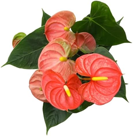 Orange Anthurium Live Plant Decor (Approx. 11-14" Tall), Real Flowers/House Plants in 4" White Pot, Floral Air Purifying Houseplants, Cool & Unique Gifts by Plants for Pets - Image 4