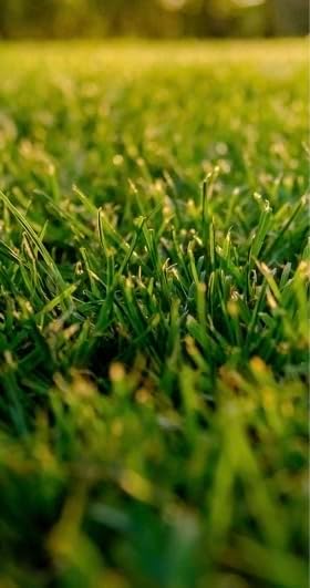 Quick-2-Gro Fast Germinating Grass Seed Mix – Lawn Repair & Overseeding Seed for Thick Green Turf – Cool Season Grass for Spring & Fall (50 lbs) - Image 5