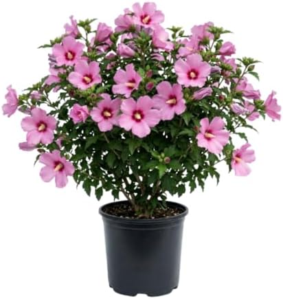 Pink Rose of Sharon Plant, Vibrant Flower Shrub, 6-10 Inch Tall by AKTRD