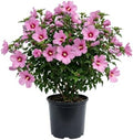 Pink Rose of Sharon Plant, Vibrant Flower Shrub, 6-10 Inch Tall by AKTRD