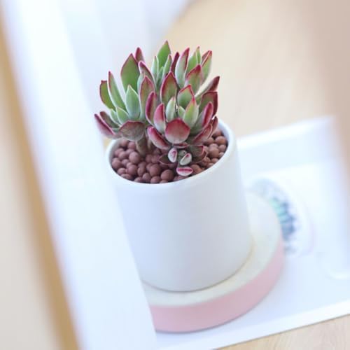 Echeveria Harmsii Ruby Slipper - Colorful 2 inch Succulents - Live Mini Succulent Plants Fully Rooted, Easy Care Indoor and Outdoor, Home and Garden Decor, Wedding Party Favor - Image 6