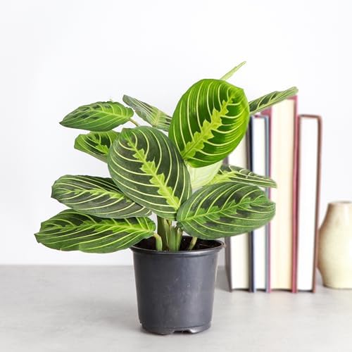 Live Lemon Lime Prayer Plant, Pet Friendly, Easy to Grow, 4" Pot - Image 2