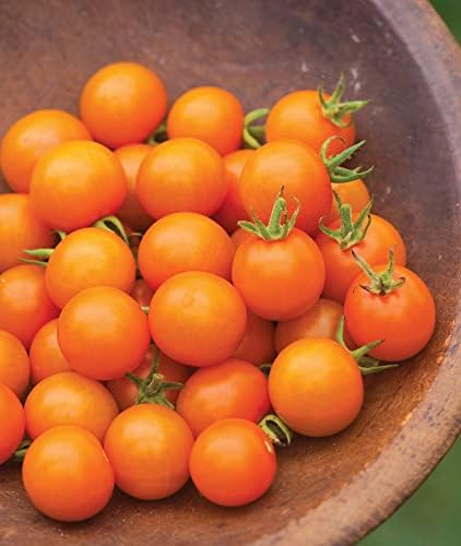 Burpee 'Sun Gold' Hybrid, Sweet Orange Cherry Tomatoes, 30 Non-GMO Seeds - Image 5