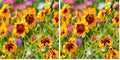 Outsidepride Plains Coreopsis Seeds - 5000 Pcs. Annual, Drought & Humidity Tolerant, Flower Seeds for Planting Vibrant Bicolored Blooms, Ideal for Xeriscaping and Low Maintenance Gardens (Pack of 2) by Outsidepride