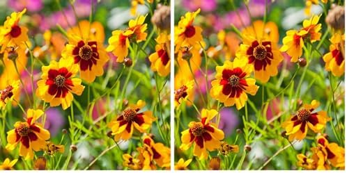 Outsidepride Plains Coreopsis Seeds - 5000 Pcs. Annual, Drought & Humidity Tolerant, Flower Seeds for Planting Vibrant Bicolored Blooms, Ideal for Xeriscaping and Low Maintenance Gardens (Pack of 2) by Outsidepride