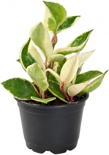 Hoya Carnosa Krimson Queen Variegata Live Plant by NYCitySucculents