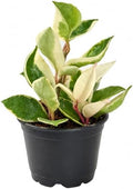 Hoya Carnosa Krimson Queen Variegata Live Plant by NYCitySucculents