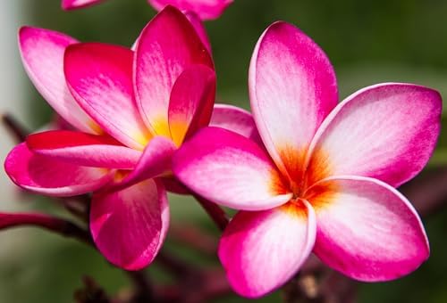 Awesome Aquatic Rainbow Plumeria Seeds, 10 Count, Tropical Frangipani - Image 5