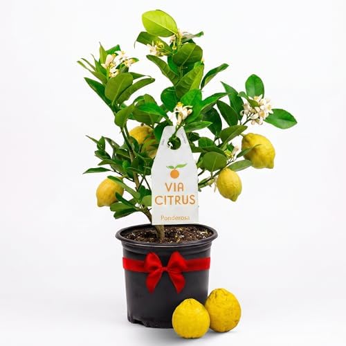 Ponderosa Lemon Tree Live Plant 13-22" Tall by Via Citrus by ViaCitrus