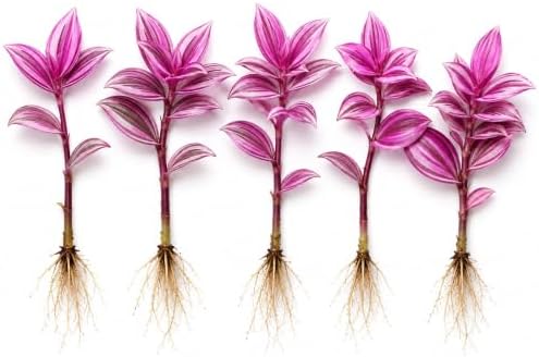 Tradescantia Live Plant Cuttings, Indoor Wandering Jew, 5 Pink Pony Club by CZGrain