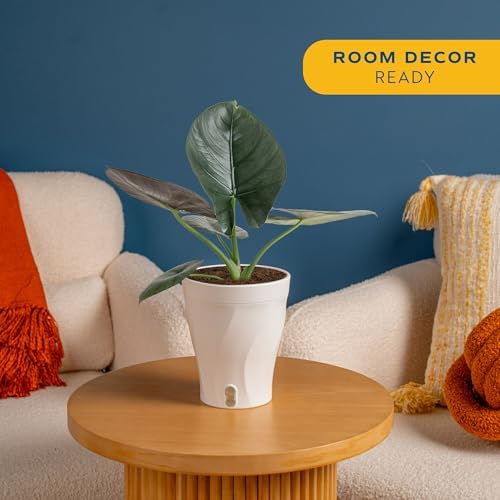 Costa Farms Alocasia, Live Indoor Plant, Easy Care, Home Decor - Image 2