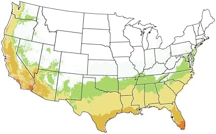 Parfianka Pomegranate Tree, Fruit Bearing, Hardy, 1 gal Nursery Pot, 12-18 in Tree Height (Due to Agricultural Laws, we Cannot Ship to CA, AZ, AK, or HI) - Image 4