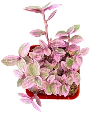 Live Succulent Callisia Repens 'Pink Lady', Potted Trailing Houseplant - Image 3
