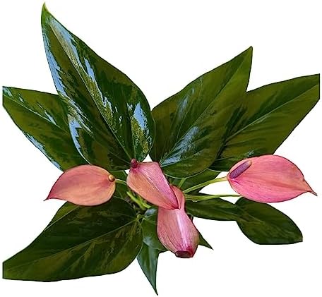 Anthurium (12"-14" Tall) Unique and Gorgeous Live Indoor Plant, Easy Care and Easy to Grow, Bloom Plant, 4 inch Pot (Zizou Purple) - Image 3