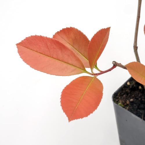 4 Red Tip Photinia, Live Plants in 3.5" Cubes (Photinia × fraseri) - Image 2