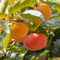 Persimmon Tree Live Plant, 6-12 Inch Tall Plant Well Rooted in Quart Pot by Unknown