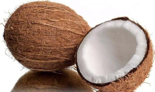 Live Green Dwarf Malayan Coconut Plant Seedling 1 to 3 Feet Tall, Cocos nucifera Plants for Planting, Sprouted Coconut Palm, Ready to Grow Produces Edible Fruits - Image 6