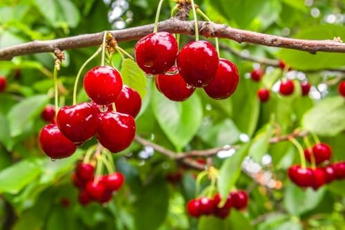 1200+ Mix Fruit Seeds Berry Seeds for Planting (9 Varieties) Heirloom Strawberry Raspberry Mulberry Apple Orange Blueberry Lemon Elderberry Cherry Seed for Home Garden - Image 5