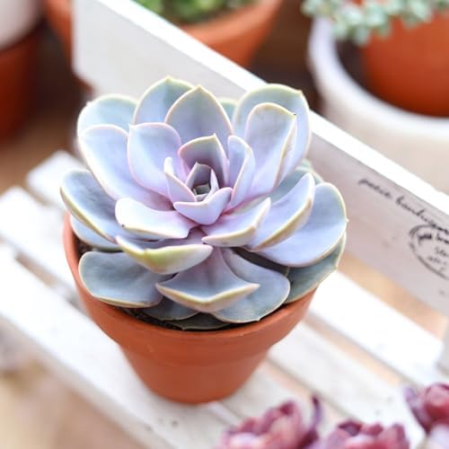 Echeveria Perle Von Nurnberg - Colorful 2 inch Succulents - Live Mini Succulent Plants Fully Rooted, Easy Care Indoor and Outdoor, Home and Garden Decor, Wedding Party Favor - Image 4