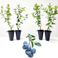 Brightwell Rabbiteye Blueberry Bush – Hardy Fruit Plant with Sweet Berries – Live Rabbiteye Blueberry Shrub for Home Gardens & Orchards(3 Gallon/Potted/Single Plant) by PixiesGardens