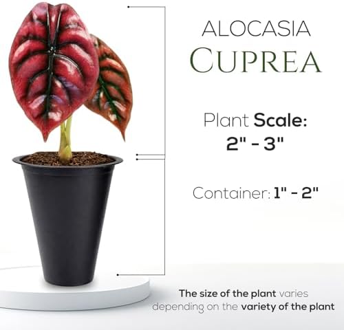 Alocasia Cuprea (4 Pack) Live Plant, Rare Indoor Alocasia, Metallic Leaf Elephant Ear, Tropical Houseplant Live, Starter Size Alocasia Plant, Exotic Foliage Houseplant for Home Decor Indoor Growing - Image 4