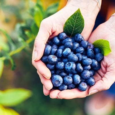 Two Healthy Live Plants of Blueberry Plants Top Hat - 4" ~ 6" Tall Each - Image 2