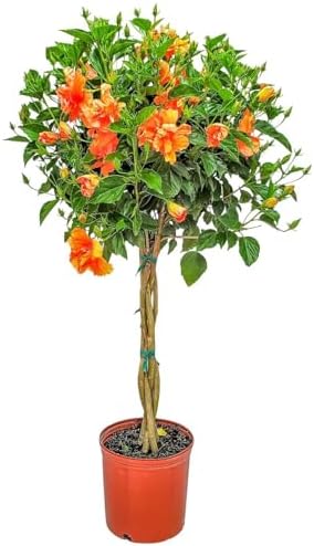 Braided Live Hibiscus Tree - Double Peach Flower - Tropical Plants of Florida - Overall Height 38" to 44" (Plant Only) by TropicalPlantsofFlorida