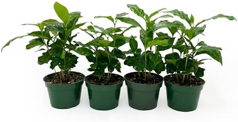 Live Coffee Arabica Plant - 'Coffee Tree' - ragnaroc Tropical Plant 6-12" Tall - 1ct - Live Arrival Guaranteed - House Plants for Home Décor & Gift - Image 7