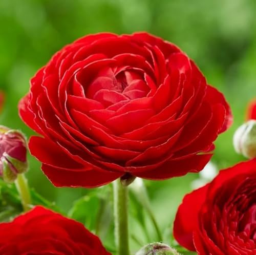 10pcs Red Ranunculus Bulbs Fall Planting for Spring Blooms Easily Grown Flower Bulbs - Image 2