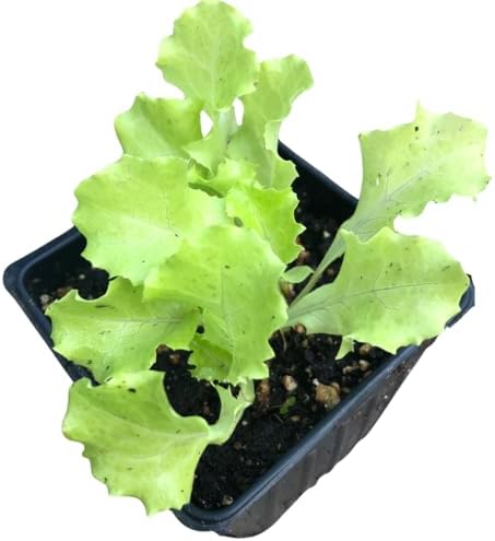 Lettuce Seeds, Grand Rapids (Lactuca Sativa) 200 Seeds (0.2 Grams) by SmokeCampCrafts