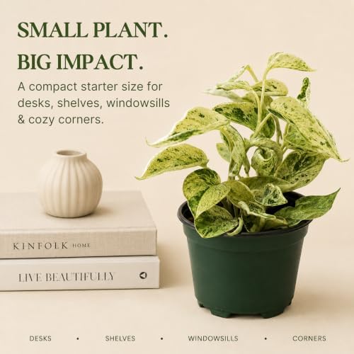 Satin Pothos Live Plant, 4 Inch Scindapsus Jade Satin Marble Queen - Image 5