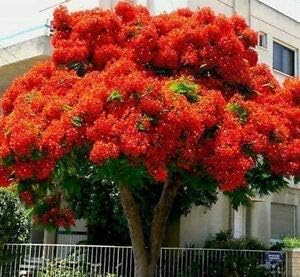 Bonsai Flamboyant Flame Tree Seeds to Grow | 20 Seeds | Delonix regia, Prized Flowering Tropical Bonsai Tree Seeds - Image 2