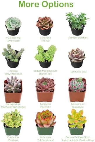 2-in String of Pearls Live Succulent Plants, Easy Care & Drought Tolerant - Image 5
