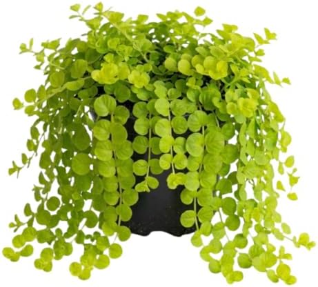2 Creeping Jenny Starter Live Plants, Perennial Ground Cover, 1-3 Inch Tall by GardenNurserySince1996