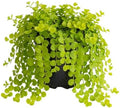 2 Creeping Jenny Starter Live Plants, Perennial Ground Cover, 1-3 Inch Tall by GardenNurserySince1996