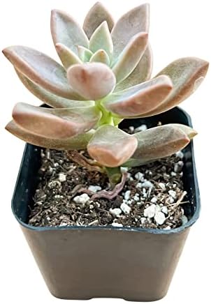 Sprout N Green Golden Sedum Live Sedum adolphi Succulent Plant - Image 2