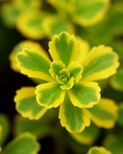 Perennial Farm Sedum kamtschaticum VAR. ellacombianum 'Cutting Edge' – Live Groundcover Perennial Plant, Quart Size, Green-Yellow Flowers – Drought Tolerant, Deer Resistant, Full Sun by PerennialFarmMarketplace
