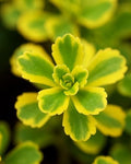 Perennial Farm Sedum kamtschaticum VAR. ellacombianum 'Cutting Edge' – Live Groundcover Perennial Plant, Quart Size, Green-Yellow Flowers – Drought Tolerant, Deer Resistant, Full Sun by PerennialFarmMarketplace