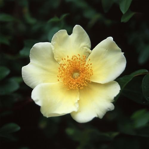 Heirloom Climbing Roses, Live Own Root Plant, Mermaid by HeirloomRoses