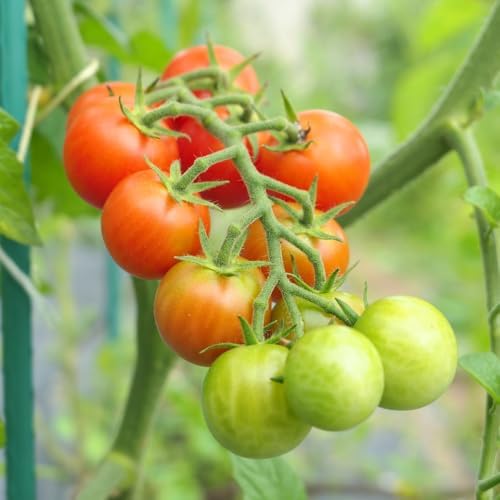 Cherry Tomato Plant, Live Tomato Vegetable Seedling in 4 Inch Pot - Image 5