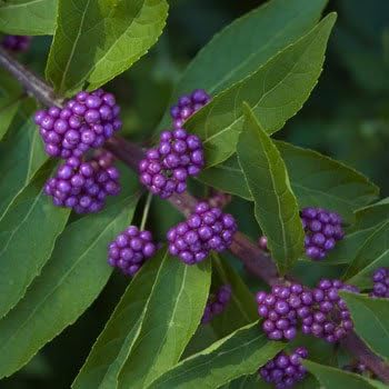 40 American PURPLE BEAUTYBERRY Shrub Flower Callicarpa Americana Seeds - Image 5